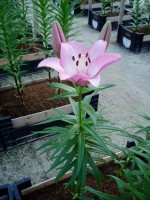 [1639 Spiccato No02.JPG]